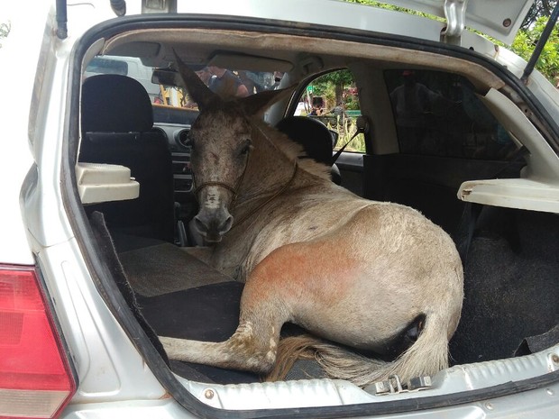 Ladrões roubam burro em carro mais são pressos após pneu furar